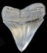 Serrated Fossil Megalodon Tooth - South Carolina #39248-1